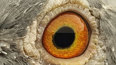 Pigeon eye