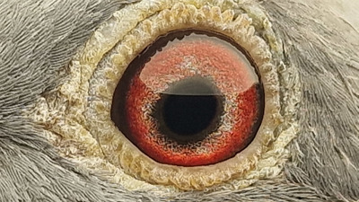 Pigeon eye