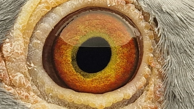 Pigeon eye