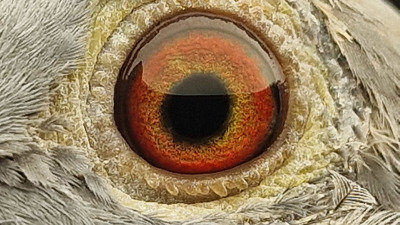 Pigeon eye