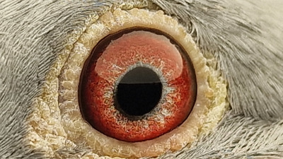 Pigeon eye