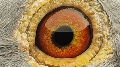 Pigeon eye