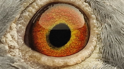 Pigeon eye