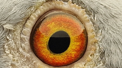 Pigeon eye