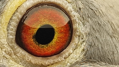 Pigeon eye