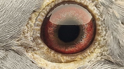 Pigeon eye