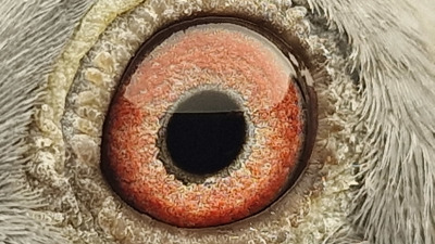 Pigeon eye