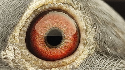 Pigeon eye