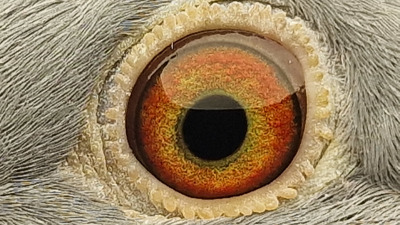 Pigeon eye