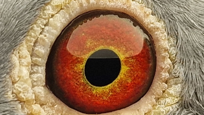 Pigeon eye