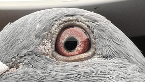 Pigeon image