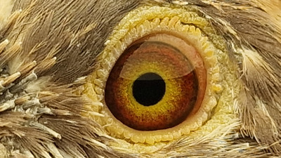Pigeon eye