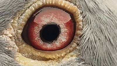 Pigeon eye
