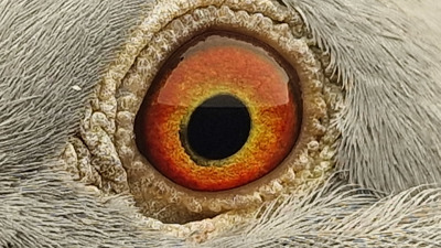 Pigeon eye