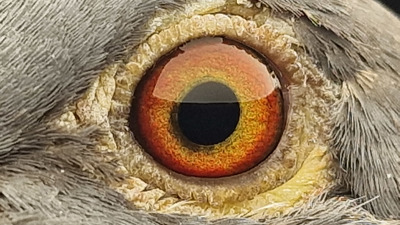 Pigeon eye