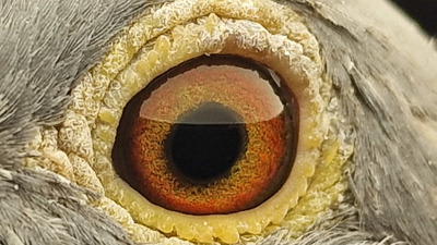 Pigeon eye