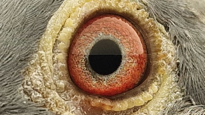 Pigeon eye