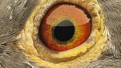 Pigeon eye