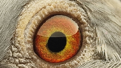 Pigeon eye