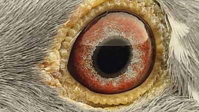 Pigeon eye