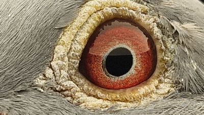Pigeon eye