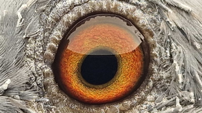 Pigeon eye