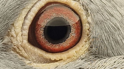 Pigeon eye