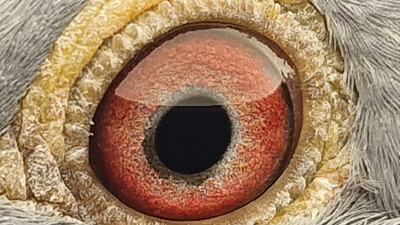 Pigeon eye
