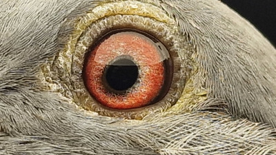 Pigeon eye
