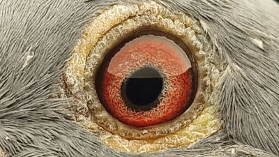 Pigeon eye