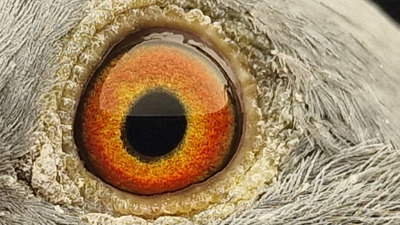 Pigeon eye