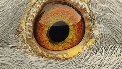 Pigeon eye