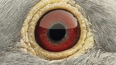 Pigeon eye