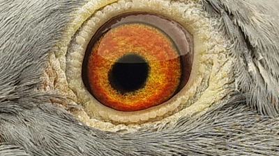 Pigeon eye