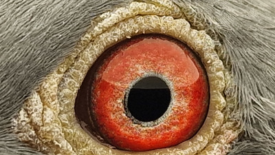 Pigeon eye