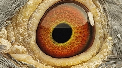 Pigeon eye