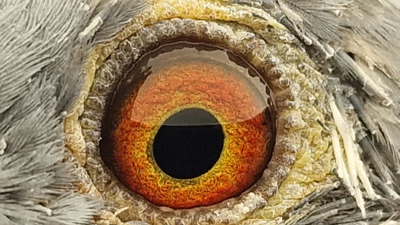 Pigeon eye