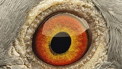 Pigeon eye