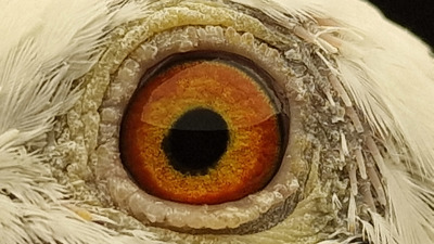 Pigeon eye