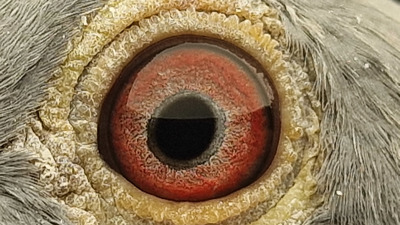 Pigeon eye