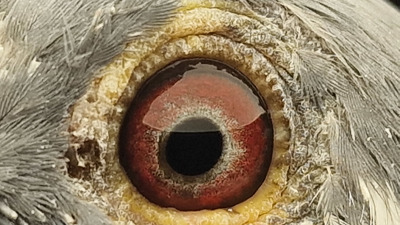 Pigeon eye