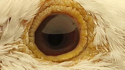 Pigeon eye