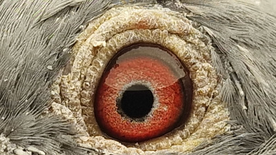 Pigeon eye