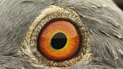 Pigeon eye