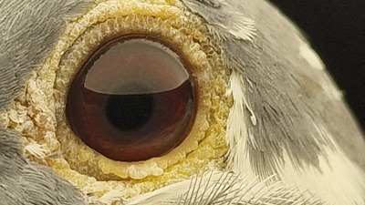 Pigeon eye