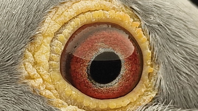Pigeon eye