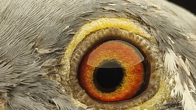 Pigeon eye