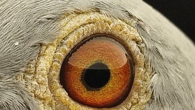 Pigeon eye