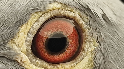 Pigeon eye