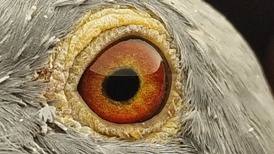 Pigeon eye
